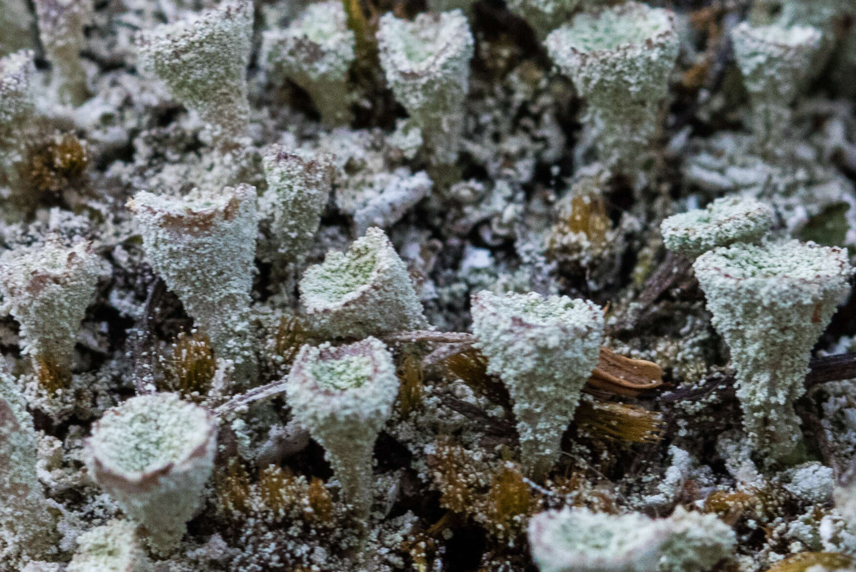 Image of Mealy Pixie-cup Lichen