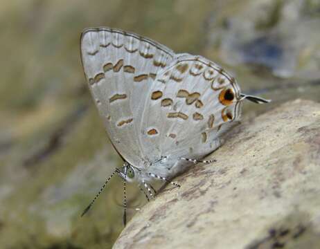 Image of Catopyrops rita (Grose-Smith 1895)