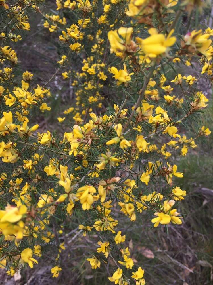 Sivun Pultenaea acerosa Benth. kuva