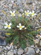 Image of Kentucky glade cress