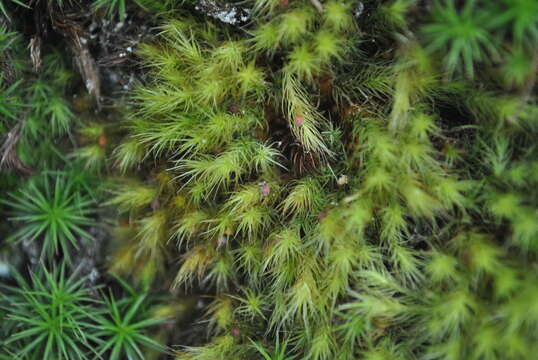 Image of Haller's bartramia moss