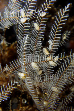 Image of podded hydroid