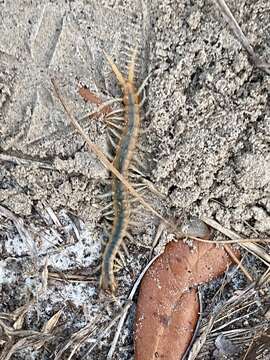 Image of Scolopendra viridis viridis Say 1821