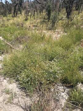 Image of Free-flowering Leschenaultia