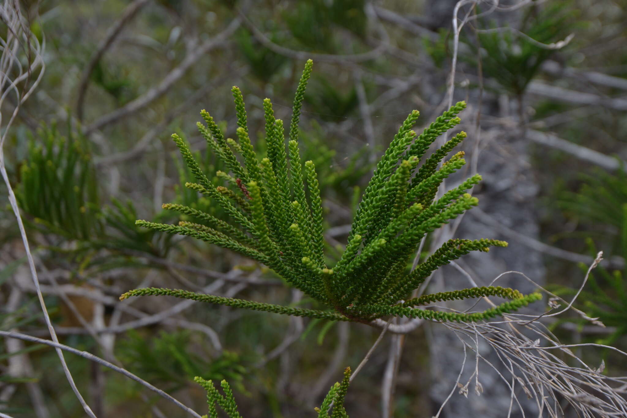 Image of cliff araucaria