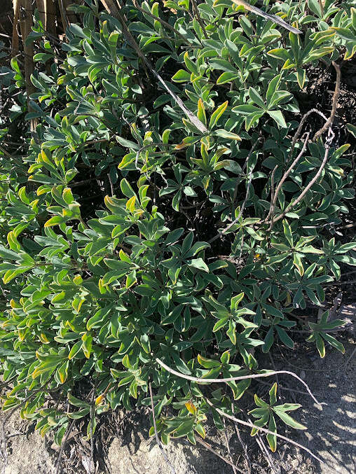 Image of Cobb Mountain lupine