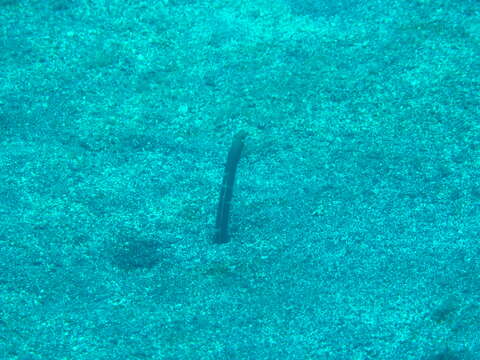 Image of Brown Garden Eel