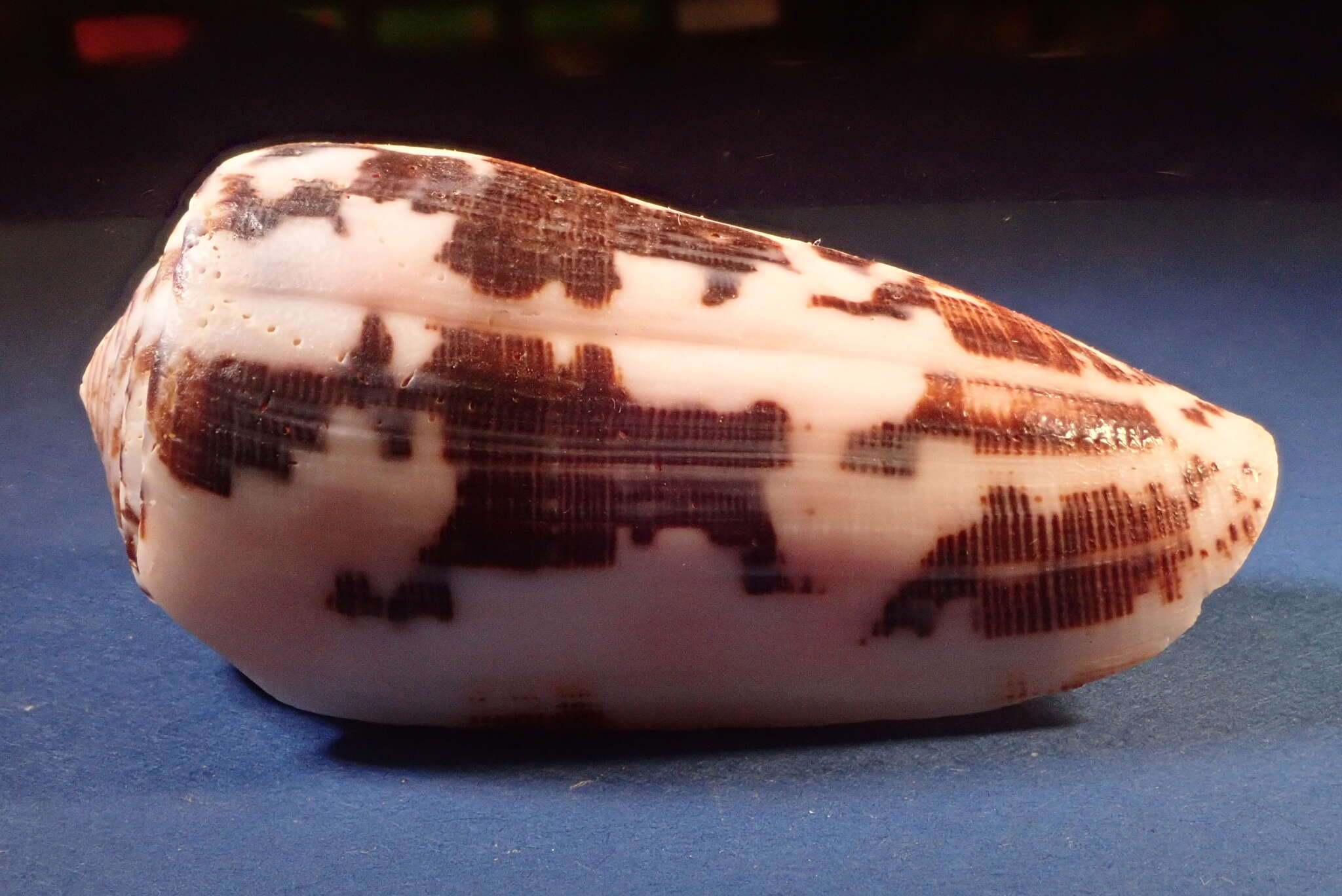 Image of Striated cone snail