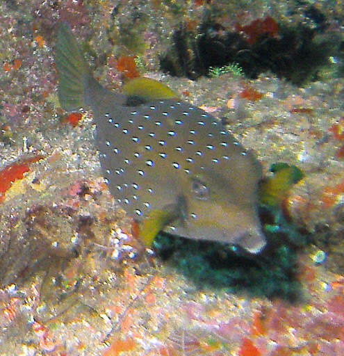 Image of Yellow boxfish