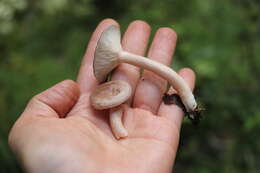 Image of Lactarius uvidus (Fr.) Fr.