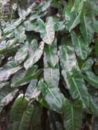 Philodendron burle-marxii G. M. Barroso的圖片