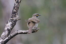 Image of Caligavis Honeyeaters