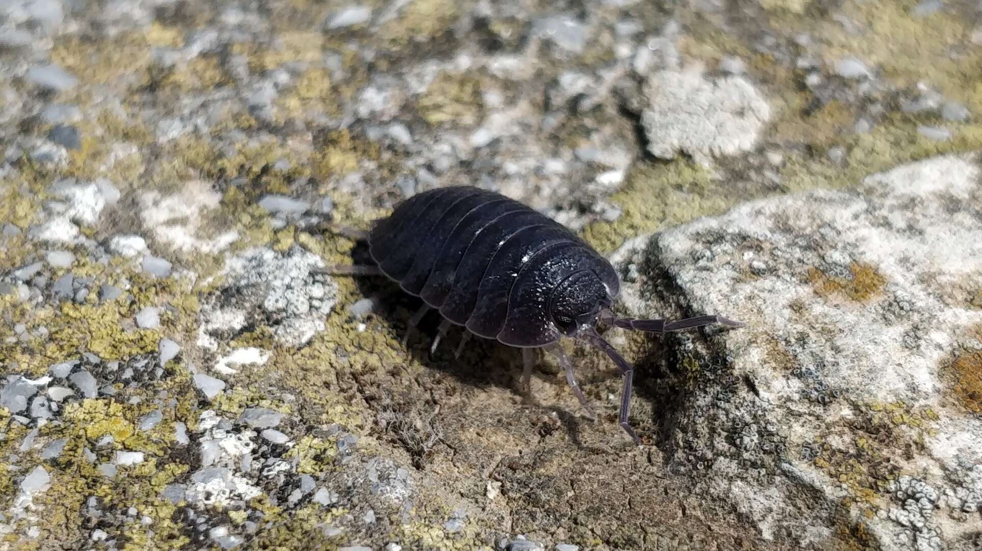 Image of Porcellio obsoletus Budde-Lund 1885