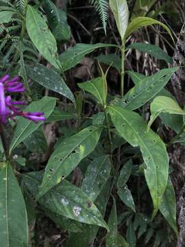 Image de Palicourea angustifolia Kunth