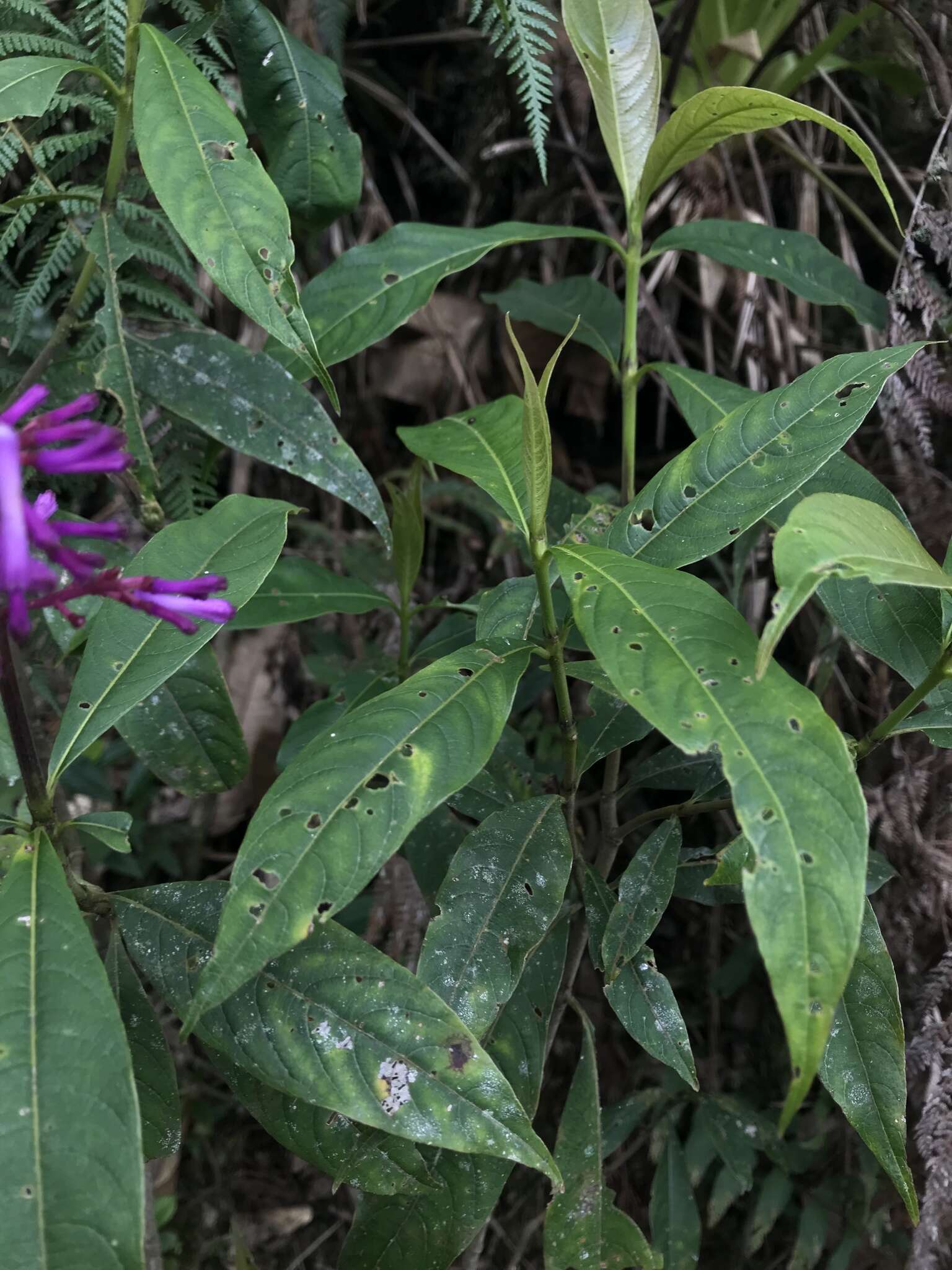 Palicourea angustifolia Kunth resmi