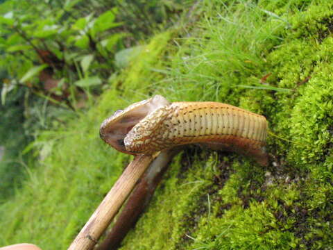 Image of Collared Black-headed Snake