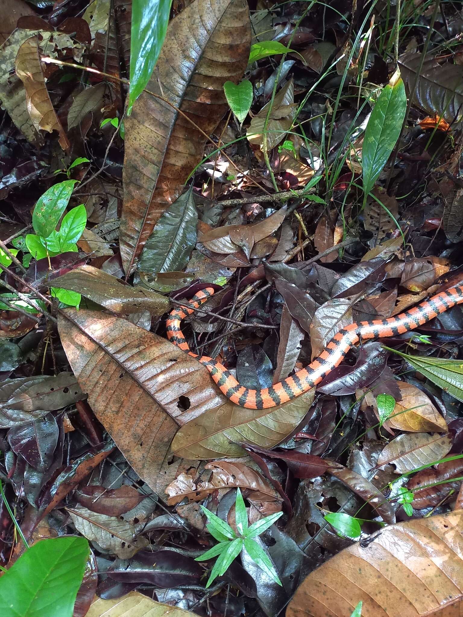 Image of American pipe snakes