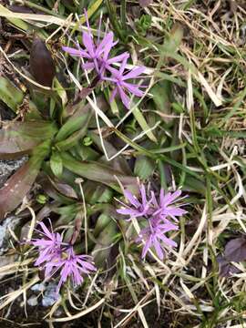 Image of Oriental Swamp Pink
