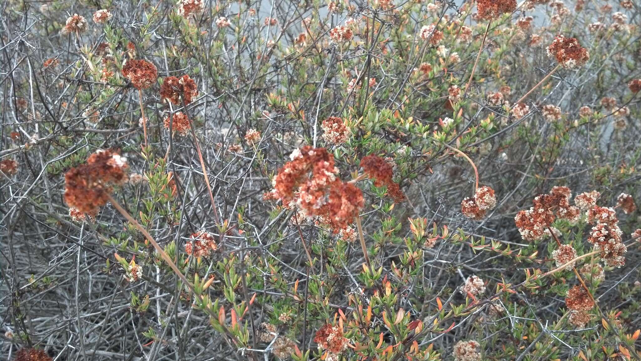 Image of California Buckwheat