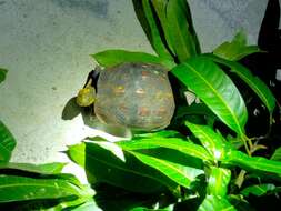 Image of Yellow-margined Box Turtle