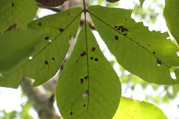 Image of Phylloxera caryaegummosa Riley & C. V. 1874