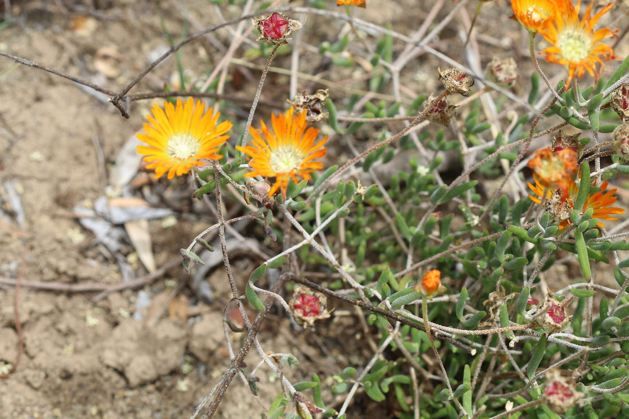 Image of Drosanthemum flammeum L. Bol.