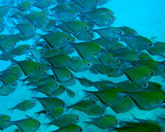 Image of Schwenk&#39;s Sweeper