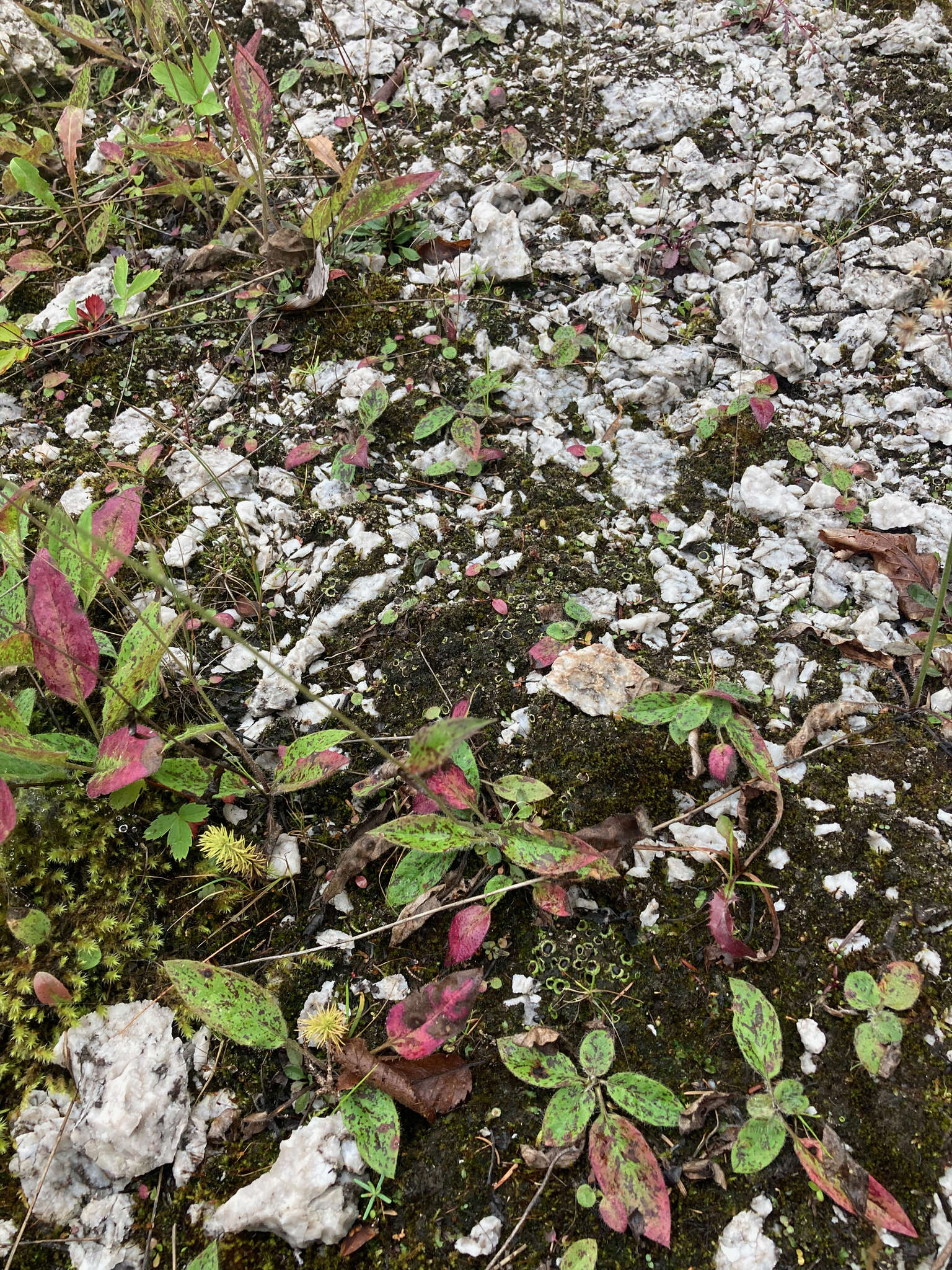 Image of chocolate chip lichen