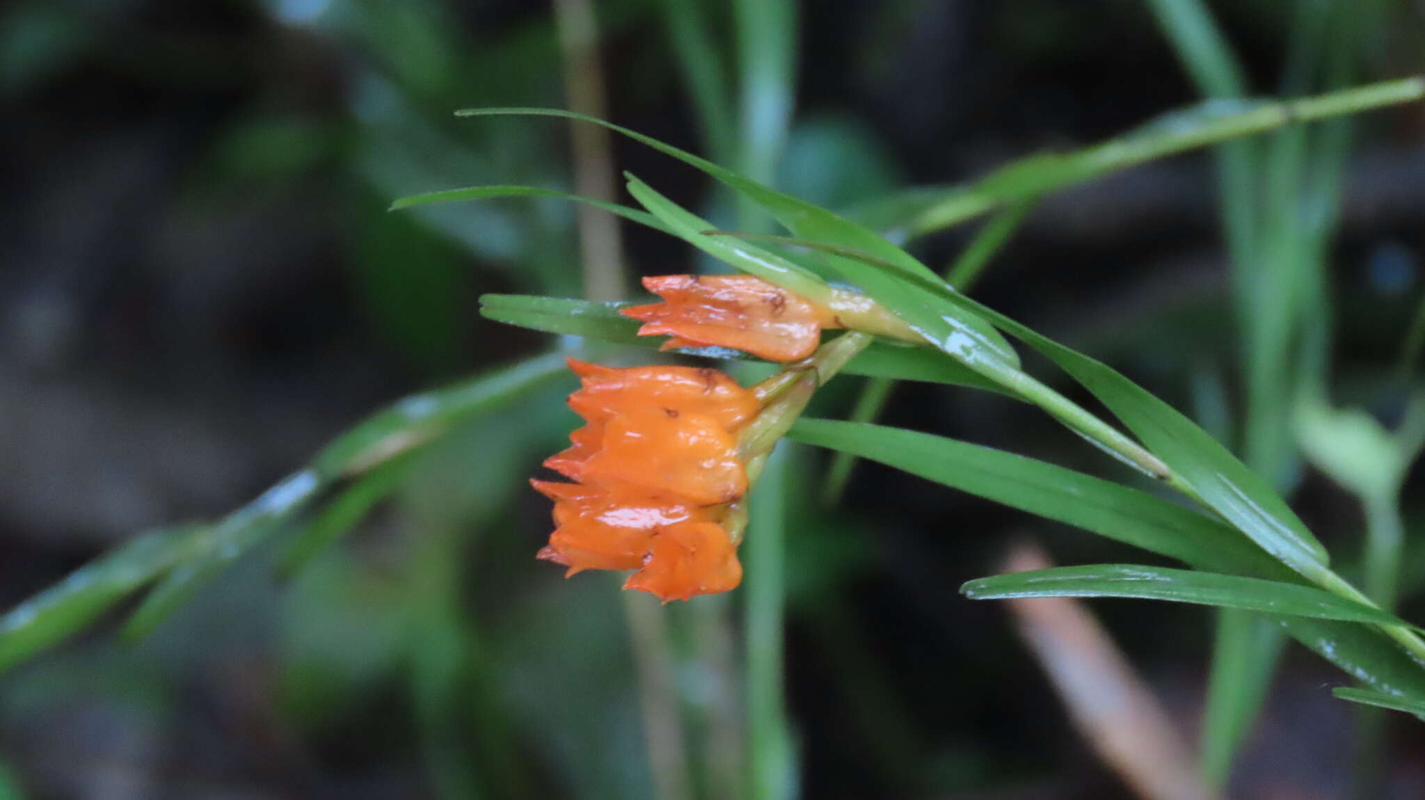 Imagem de Isochilus aurantiacus Hamer & Garay