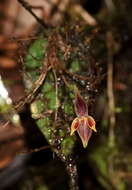 Image of Pleurothallis orecta Luer & R. Escobar
