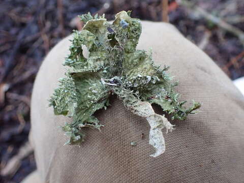 Image of cartilage lichen