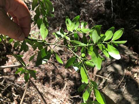 Plancia ëd Citrus australis (A. Cunn. ex Mudie) Planch.