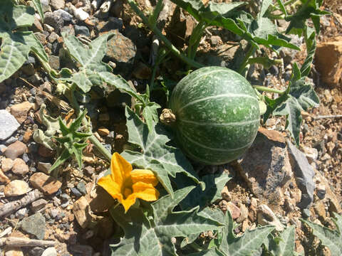 Image of coyote gourd