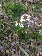 Image of Stylidium affine Sonder