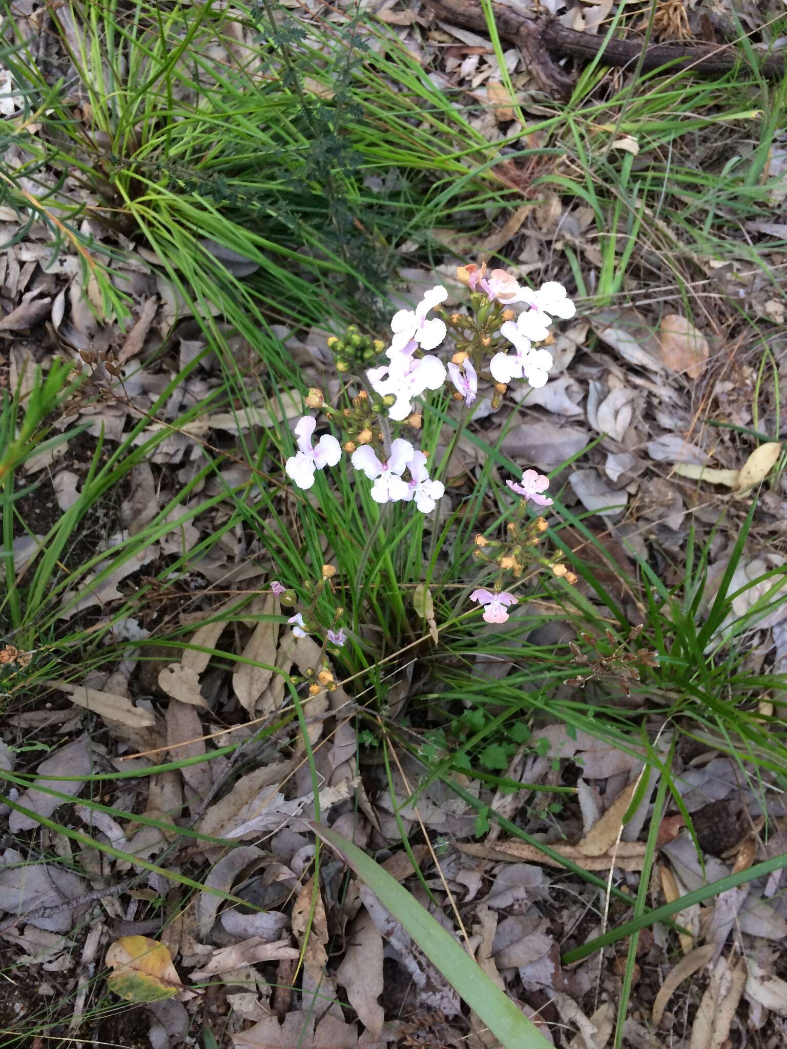 Image of Stylidium affine Sonder