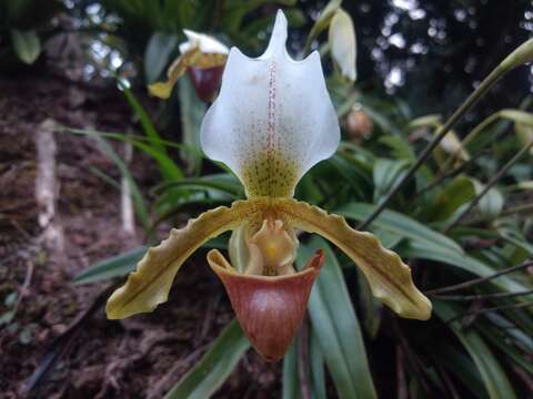 Image de Paphiopedilum insigne (Wall. ex Lindl.) Pfitzer