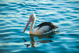 Image of Australian Pelican