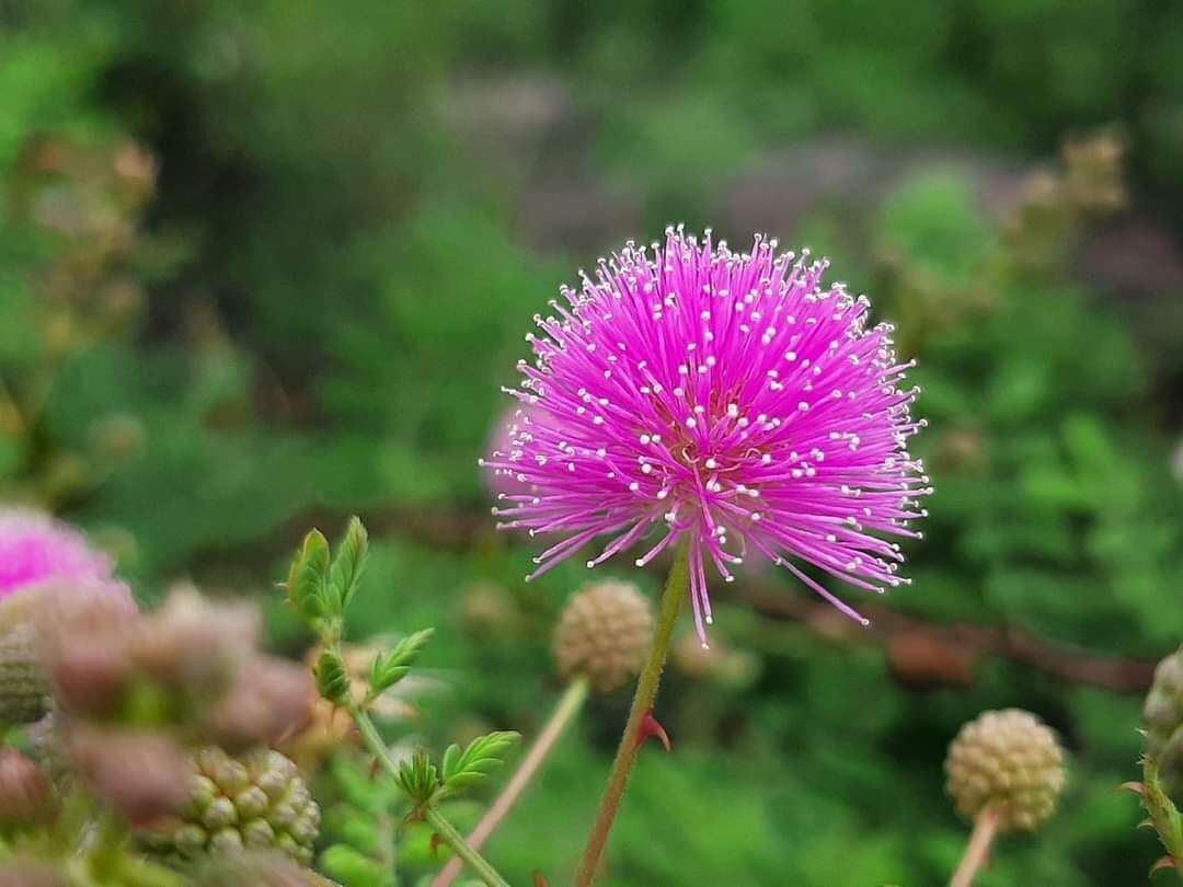 Image of Mimosa hamata Willd.