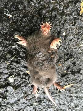 Image of star-nosed mole