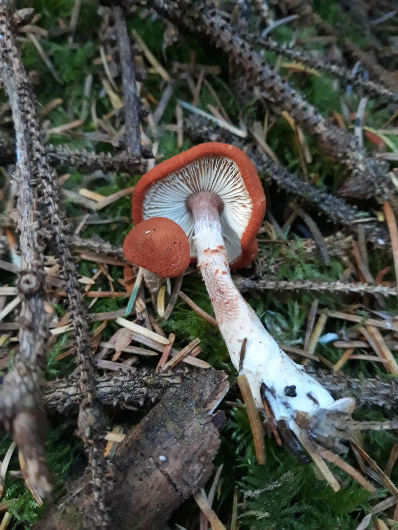 Imagem de Cystodermella cinnabarina (Alb. & Schwein.) Harmaja 2002