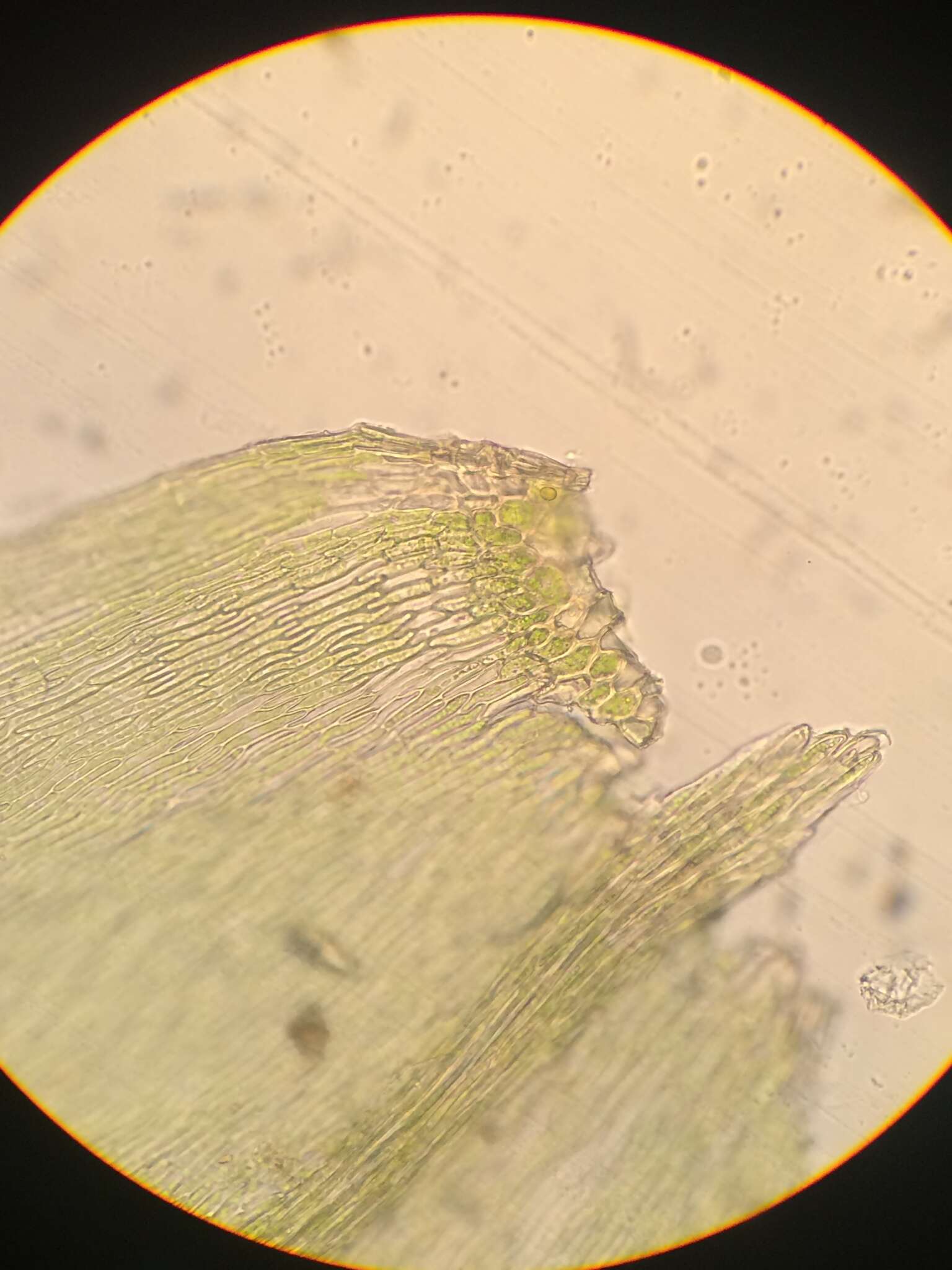 Слика од Scleropodium touretii L. F. Koch 1949