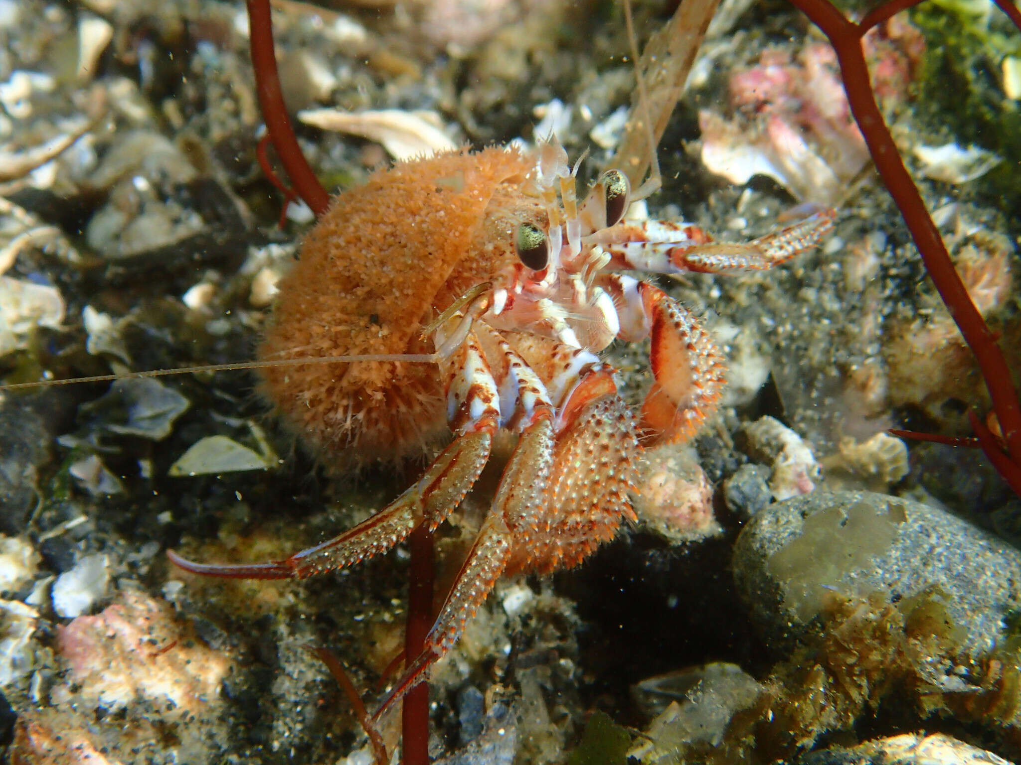 Image of armed hermit crab