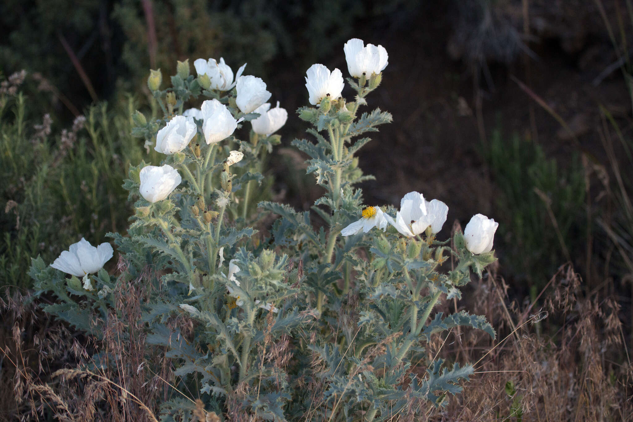 Image of flatbud pricklypoppy