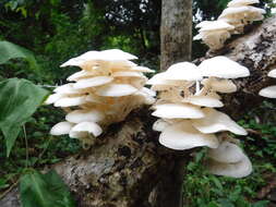 Image of Lentinus concavus (Berk.) Corner 1981