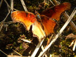 Слика од Polygonia haroldi Dewitz 1877