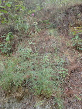 Image of Cosmos crithmifolius Kunth