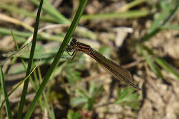 Image of Ischnura erratica Calvert 1895