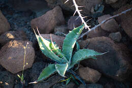 Image of Agave sobria subsp. roseana (Trel.) Gentry