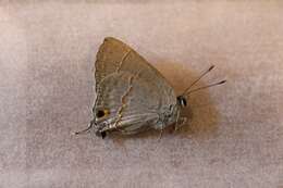 Image of Red-lined Scrub-Hairstreak