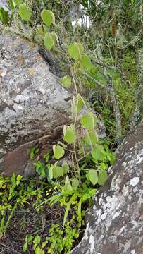 Image of Dioscorea dregeana (Kunth) T. Durand & Schinz